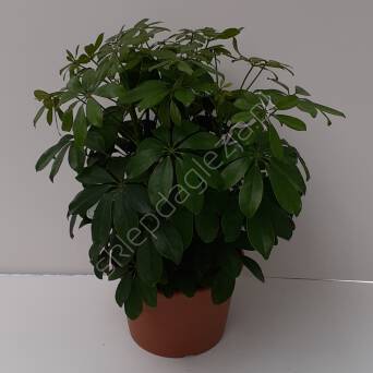 Schefflera 21/50 