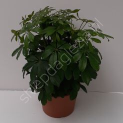 Schefflera 21/50 