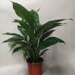 Spathiphyllum 17/65 