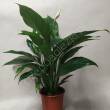 Spathiphyllum 17/65 