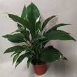 Spathiphyllum 17/65 