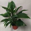 Spathiphyllum 17/65 