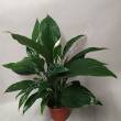 Spathiphyllum 17/65 