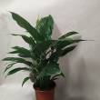 Spathiphyllum 17/65 