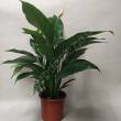 Spathiphyllum 17/65 