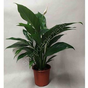 Spathiphyllum 17/65 