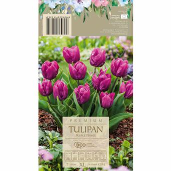 Tulipan Purple Prince 12-14 7szt DCO