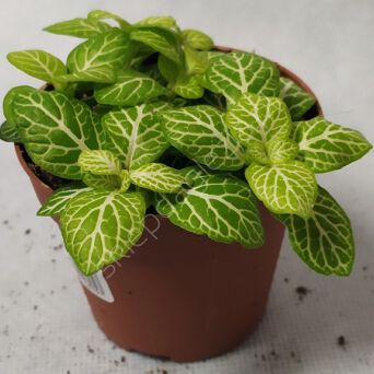 Fittonia  5/7 