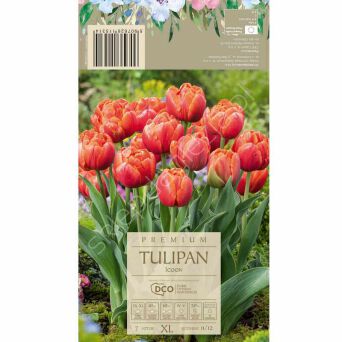 Tulipan Icon 11-12 7szt DCO