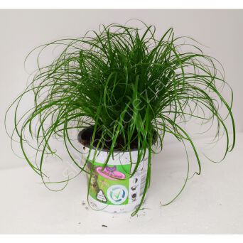 Cyperus 12/30