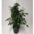 Ficus 17/80 