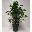 Ficus 17/80 