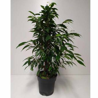 Ficus Benjamin Exitica 55/280