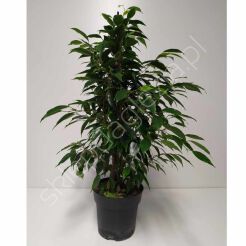 Ficus Benjamin Exitica 55/280