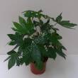 Fatsia 19/65 H