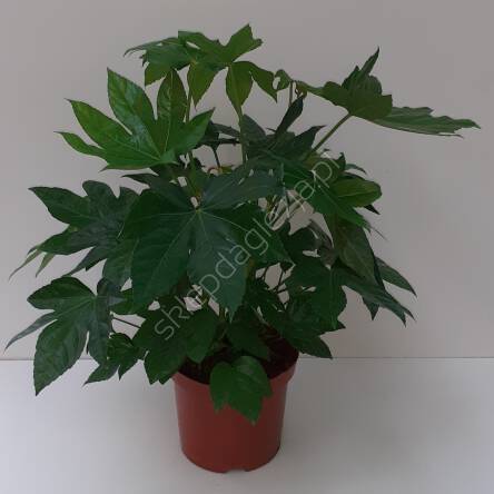 Fatsia 19/65 H