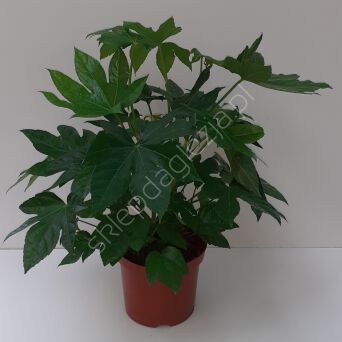 Ficus Benjamin 17/70