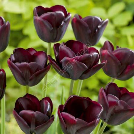 Tulipan Queen Of Night 12-14 7szt DCO