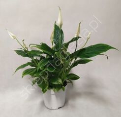 Spathiphyllum 13/60 