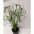 Cyperus 14/50 