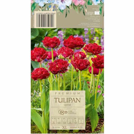 Tulipan Qatar 11-12  DCO