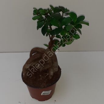 Ficus Ginseng 12/30 