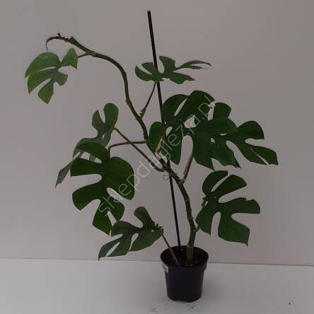 Monstera 12/20 