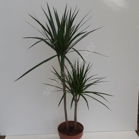 Dracena 24/130