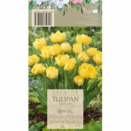 Tulipan Exotic Sun 11-12 5szt DCO