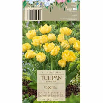 Tulipan Exotic Sun 11-12 5szt DCO