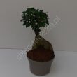 Ficus Ginseng 16/40