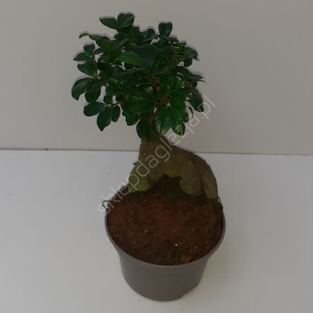 Ficus Ginseng 16/40