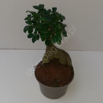 Ficus Ginseng 14/35