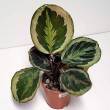 Calathea 12/40  