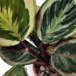 Calathea 12/40  