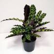 Calathea 12/40  