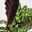 Calathea 12/40  