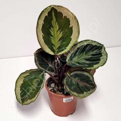 Calathea 12/40  