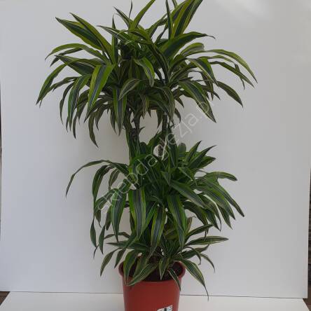 Dracena 24/110