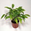 Calathea 17/65 