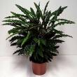 Calathea 17/65 