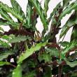 Calathea 17/65 