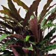 Calathea 17/65 