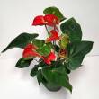 Anthurium 12/55 JMP