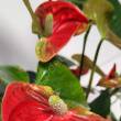 Anthurium 12/55 JMP