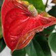 Anthurium 12/55 JMP