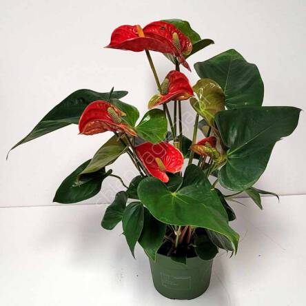 Anthurium 12/55 JMP