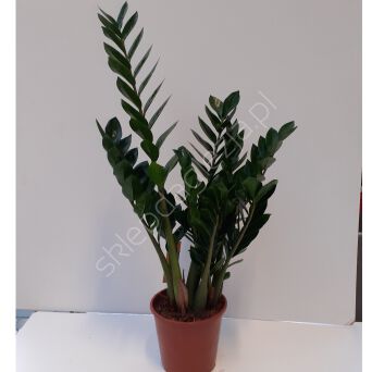 Zamiaculcas 21/90 