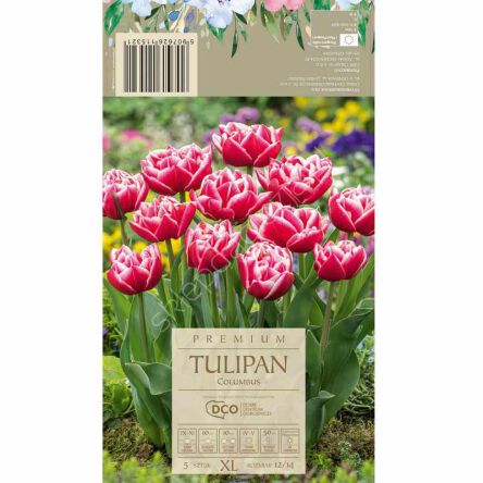 Tulipan Columbus 12-14 5szt DCO