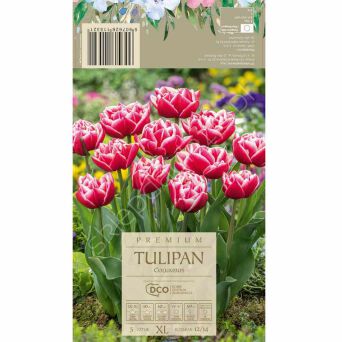 Tulipan Columbus 12-14 5szt DCO